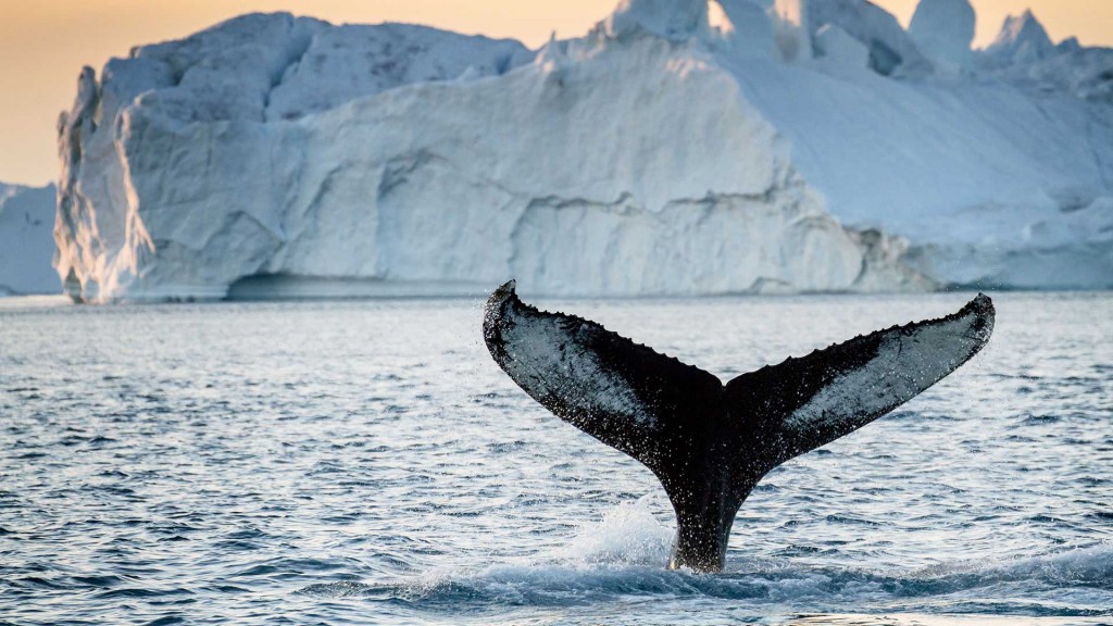 pukkelhval-whalewatching-greenland-ilovegreenland-©julieskotte-1.jpg