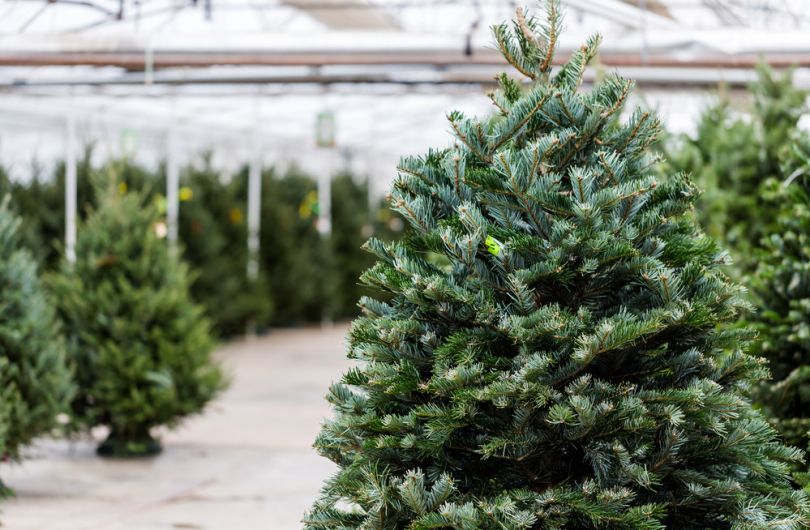 Which Christmas tree is the «greenest»?