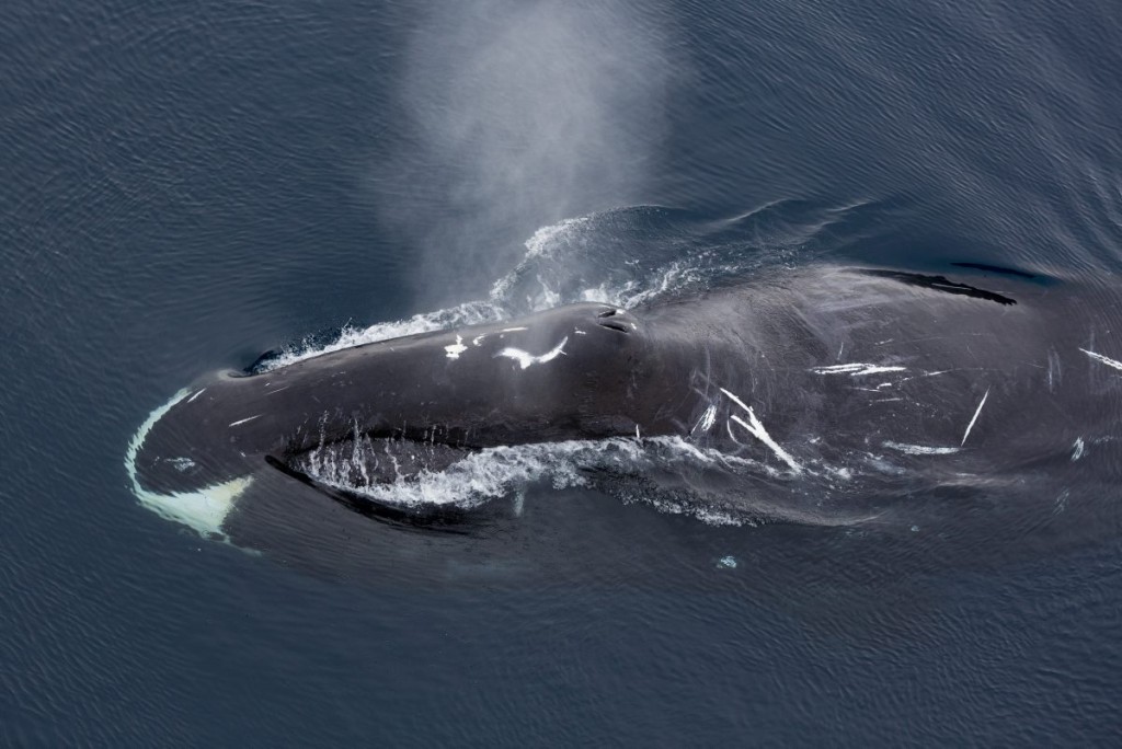 Bowhead_whale-Balaena_mysticetus.jpg