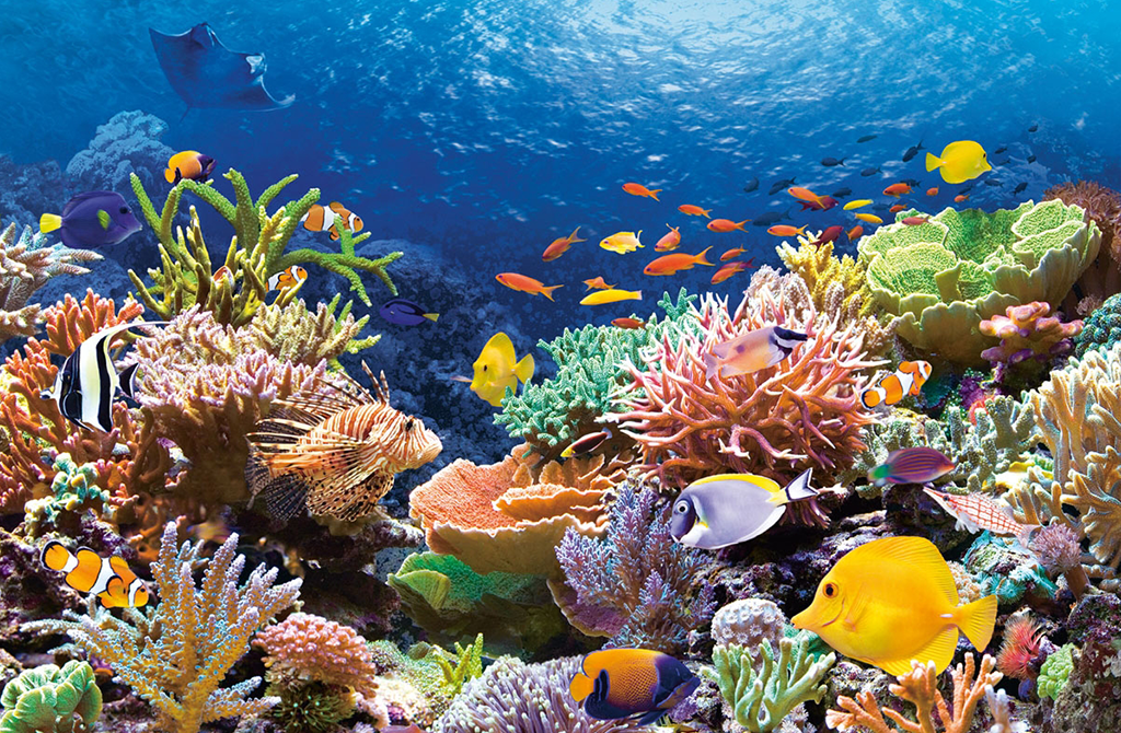 Underwater gardens: Great barrier reef - Notivory