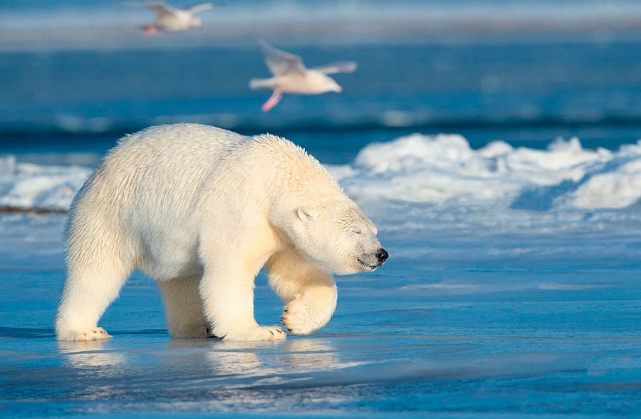 The owner of the harsh Arctic: what color is the fur of a polar bear and other interesting facts