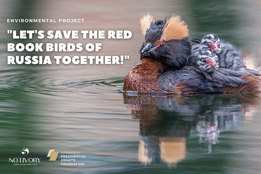 The project of the Notivory Foundation «Let's save the Red Book birds of Russia together!»