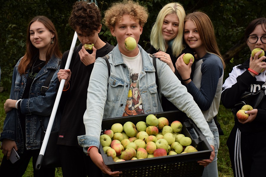 This year, the Main Botanical Garden named after N. V. Tsitsin of the Russian Academy of Sciences, together with the Notivory Environmental Foundation, collected a rich harvest of rare apple varieties in the center of Moscow