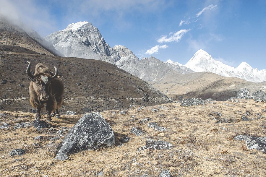 Life on the edge: extreme animals