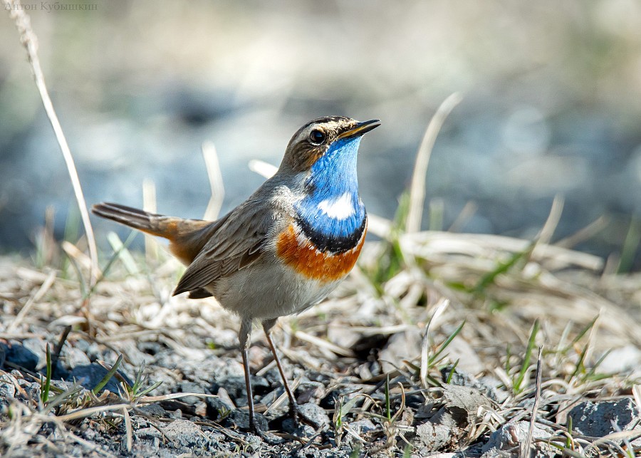 «Russian bird»: why was varakushka called a patriot?