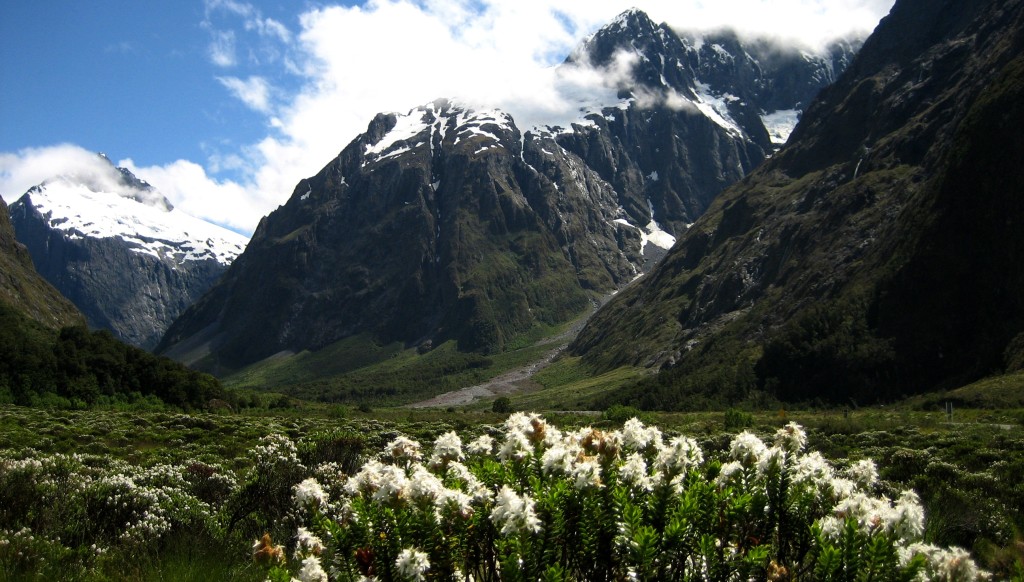 Fiordland-National-Park-Pictures.jpg