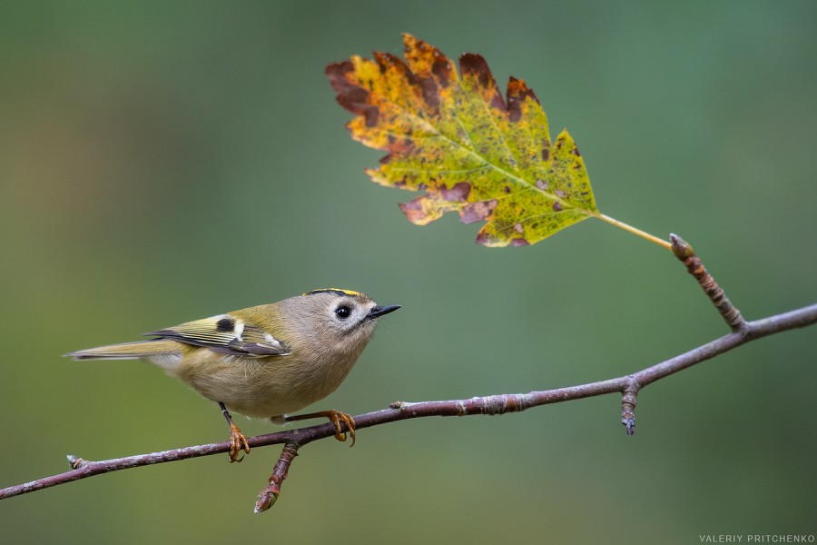 The yellow-headed kinglet is the smallest bird in Russia